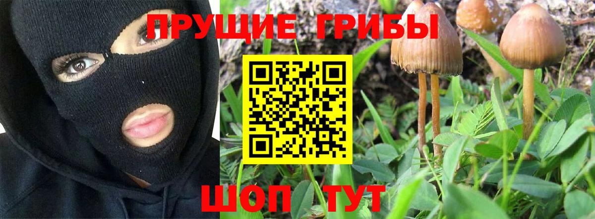 Галлюциногенные грибы Psilocybine cubensis Мценск